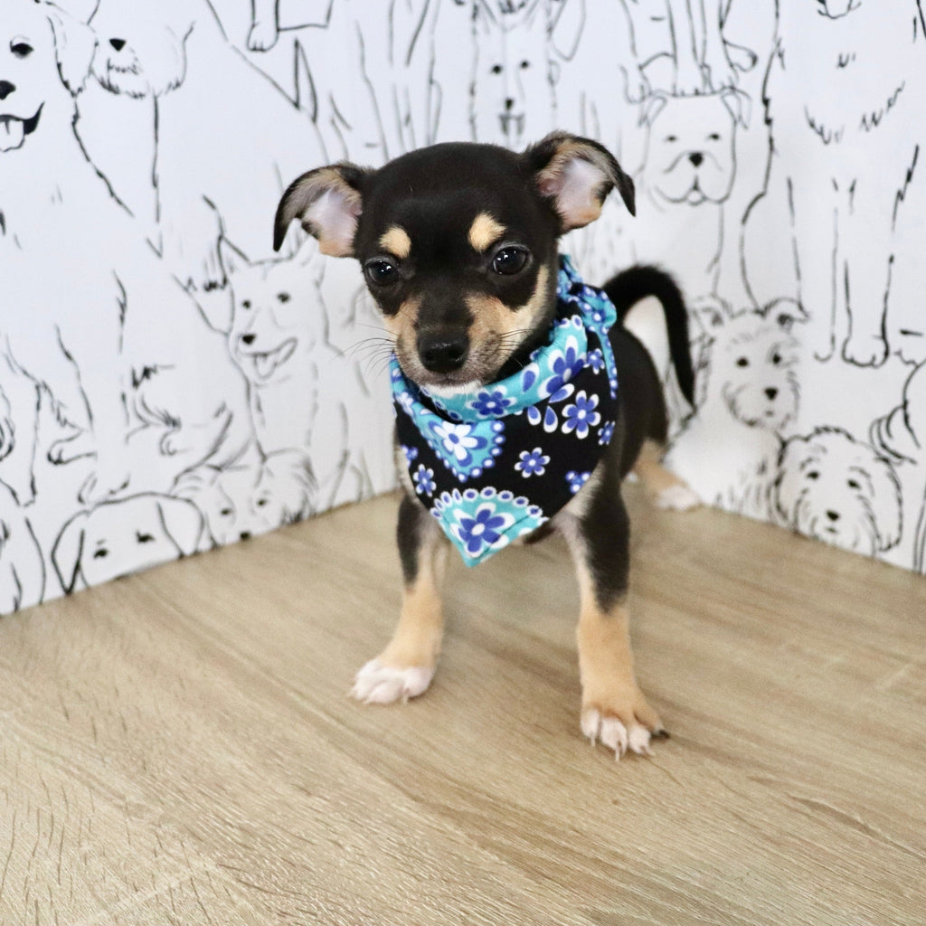 Lenny - Available Now