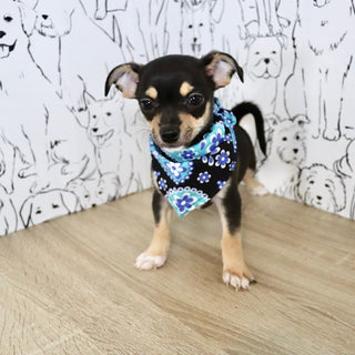 Lenny - Available Now