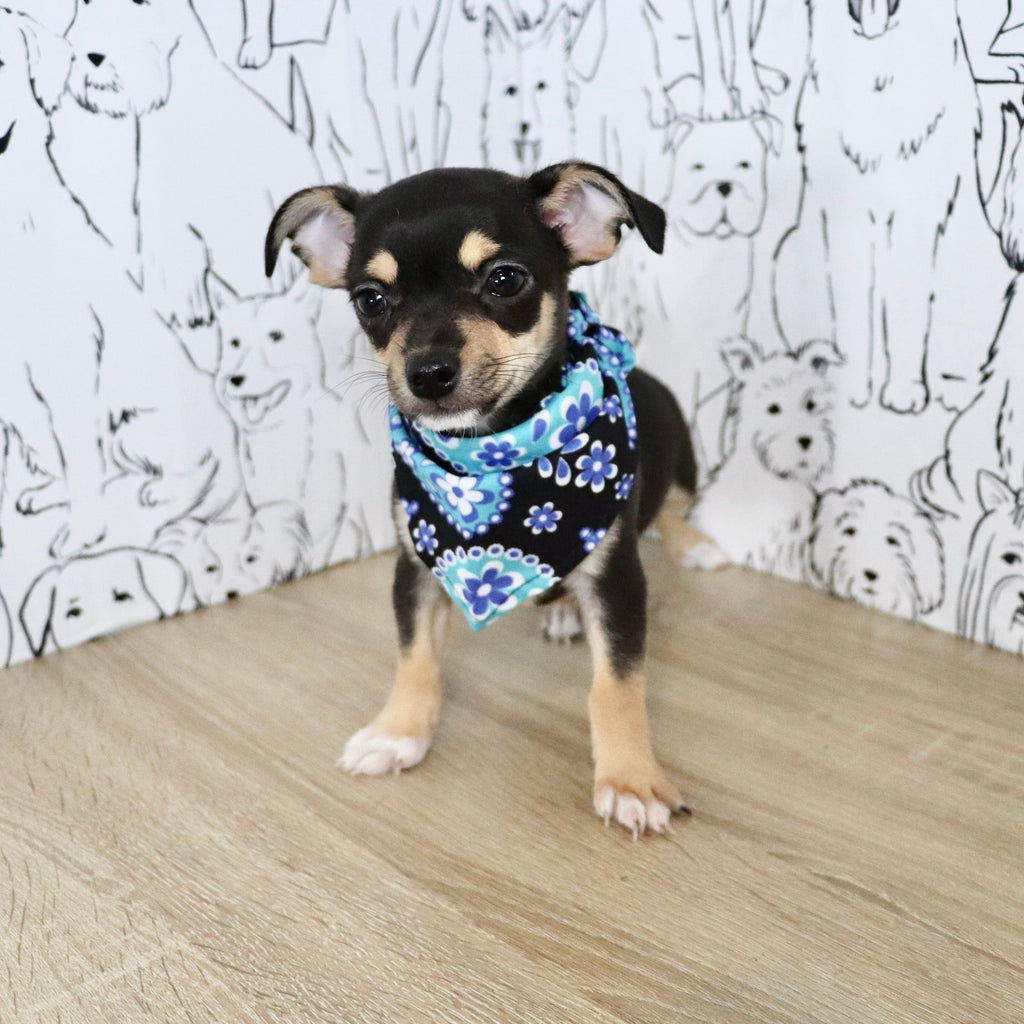 Lenny - Available Now