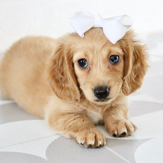 Carmel - Available Now