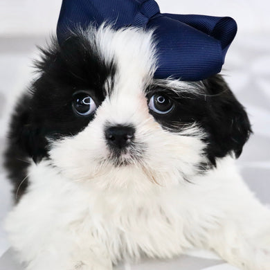 Carolina - Available Now