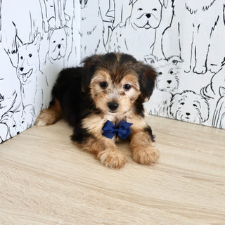 Eastwood - Available Now
