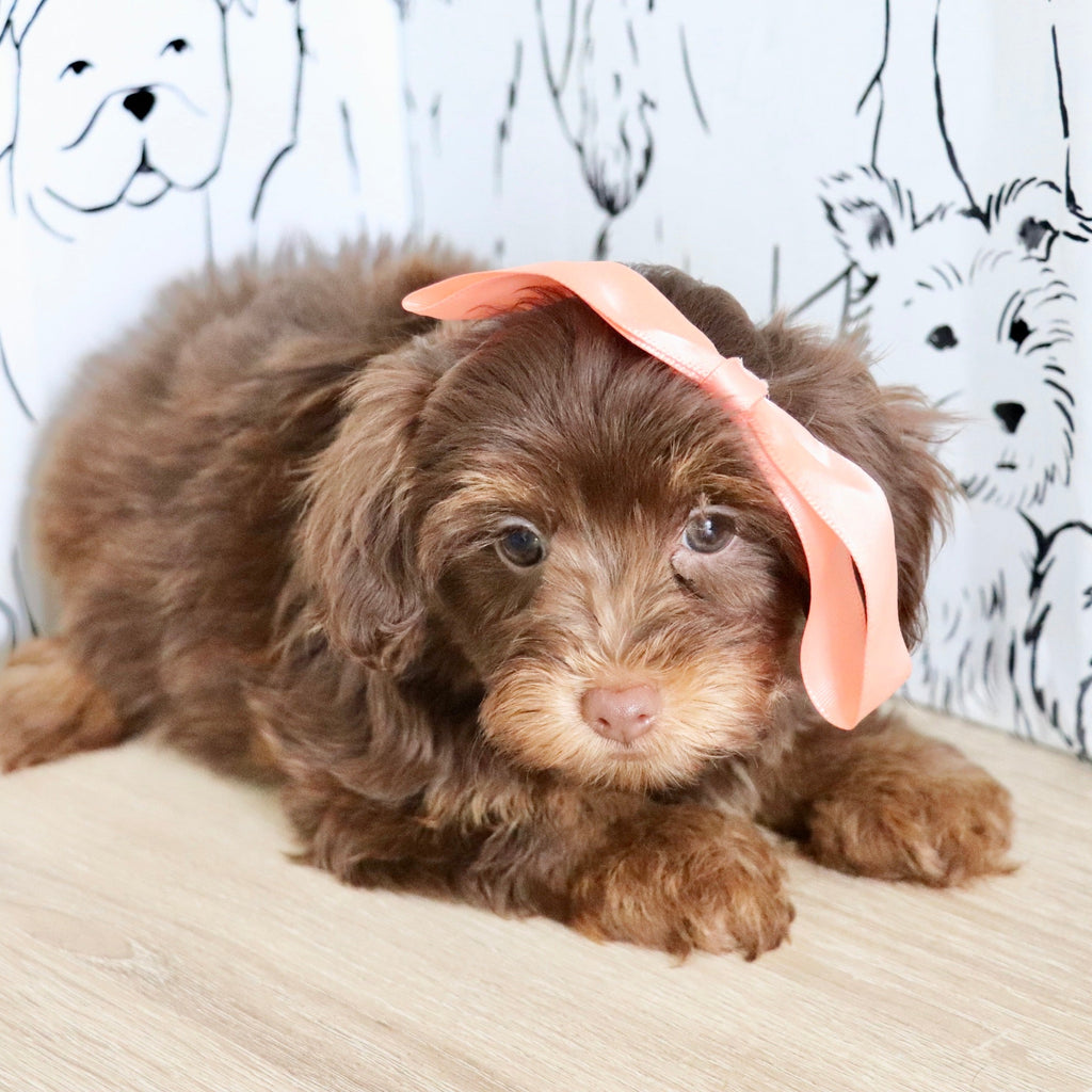 Emmy - Available Now