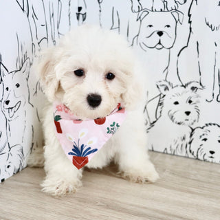 Perla - Available Now