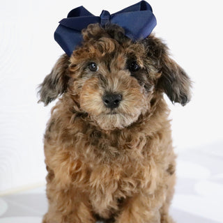 Ginger - Available Now