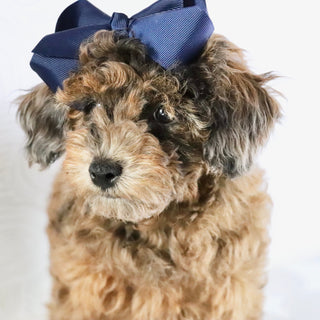 Ginger - Available Now