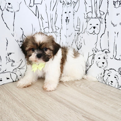 Georgie - Available Now