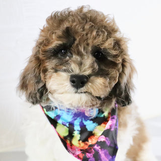 Buckeye - Available Now