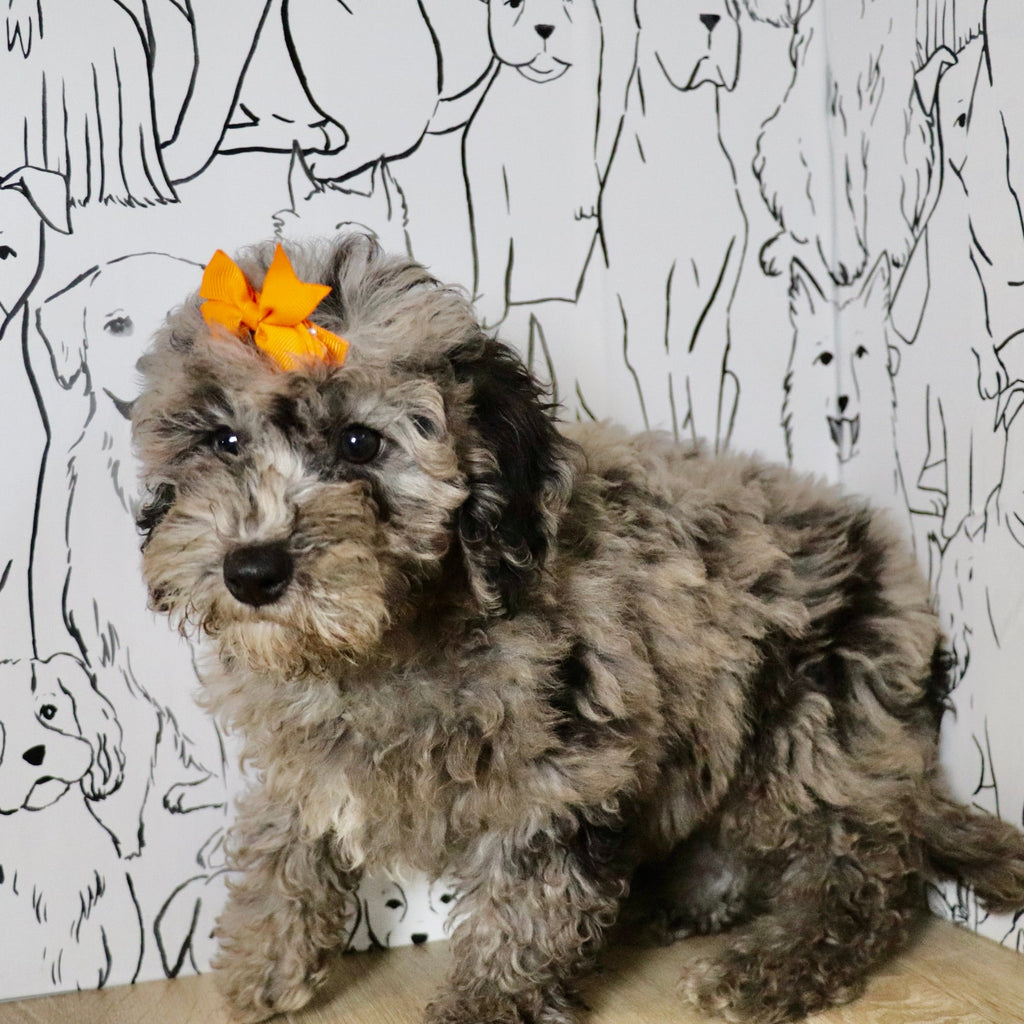 Lettie - Available Now