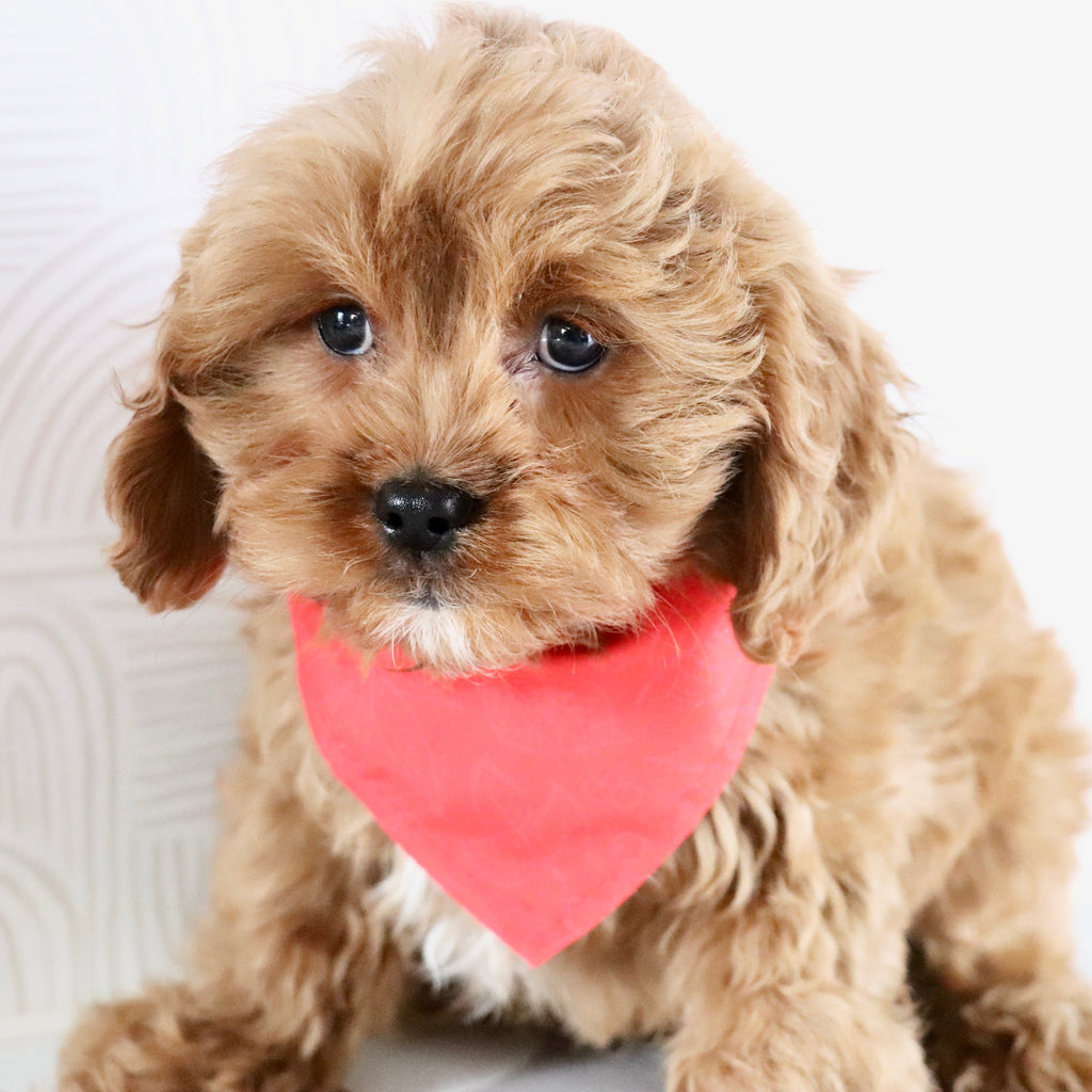 Irving - Available Now