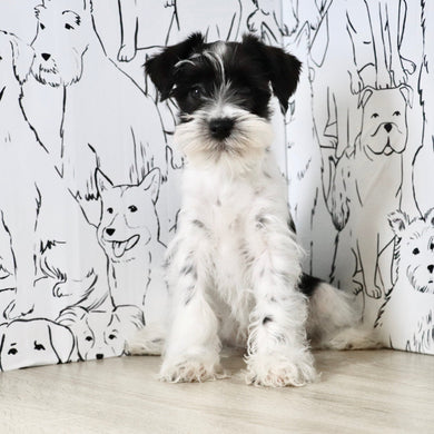 Trixie - Available Now