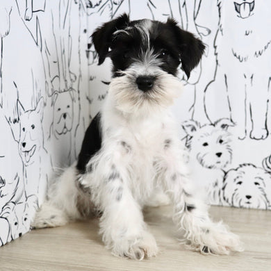 Trixie - Available Now