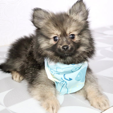 Barney - Available Now
