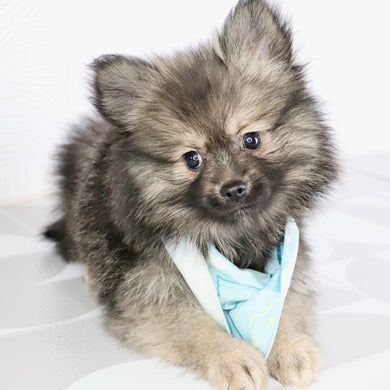 Barney - Available Now