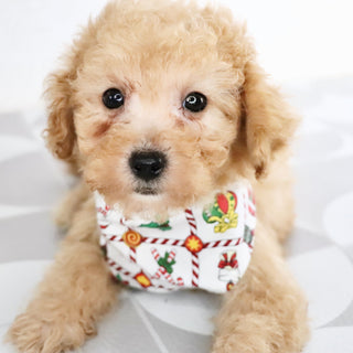 Blue - Available Now