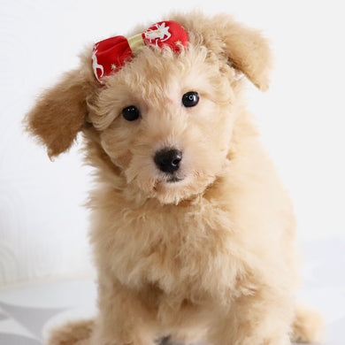 Maxine - Available Now