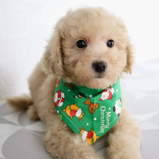 Parrot - Available Now