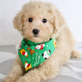 Parrot - Available Now