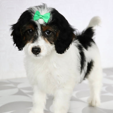 Milly - Available Now