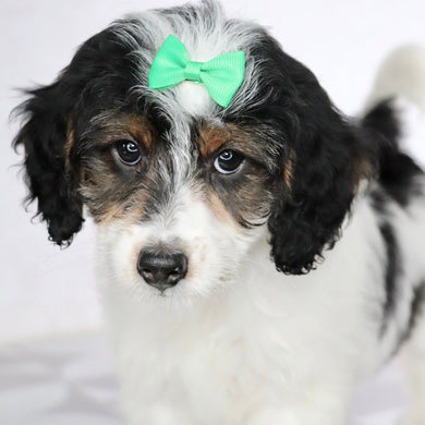 Milly - Available Now