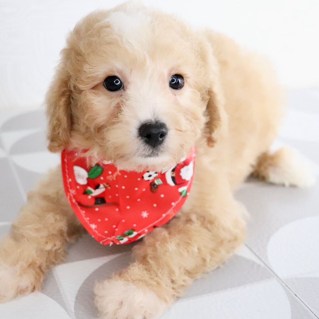 Drake - Available Now