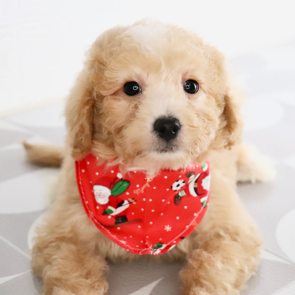 Drake - Available Now