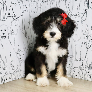 Dorothy - Available Now