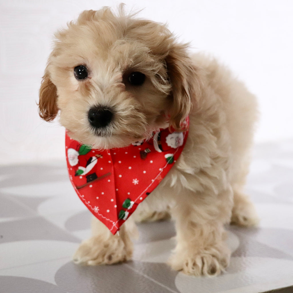 Markie - Available Now