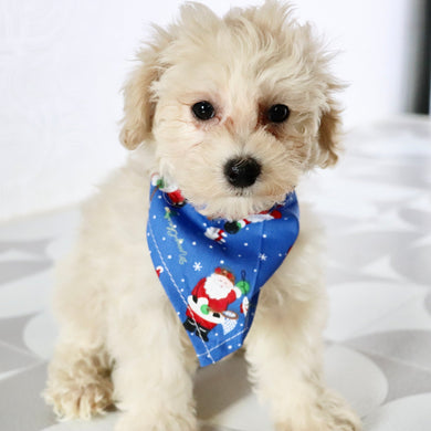 Dylan - Available Now