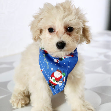 Dylan - Available Now