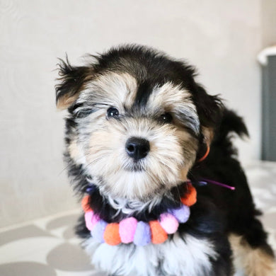 Lucy - Available Now