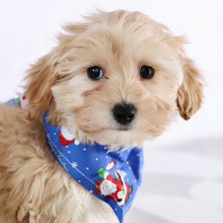 Abner - Available Now