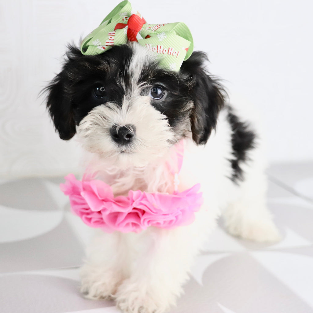 Caledonia - Available Now