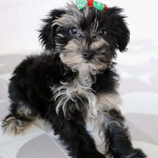 Cacalia - Available Now