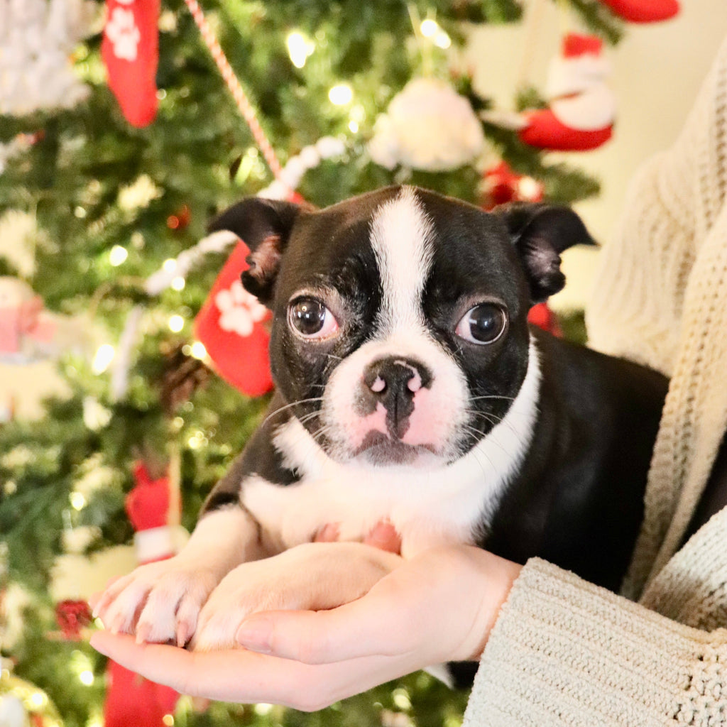 Claire - Available Now