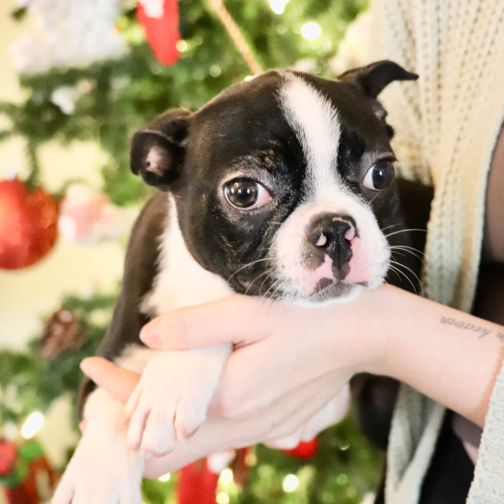 Claire - Available Now