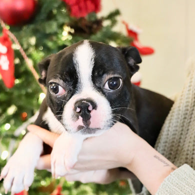 Claire - Available Now