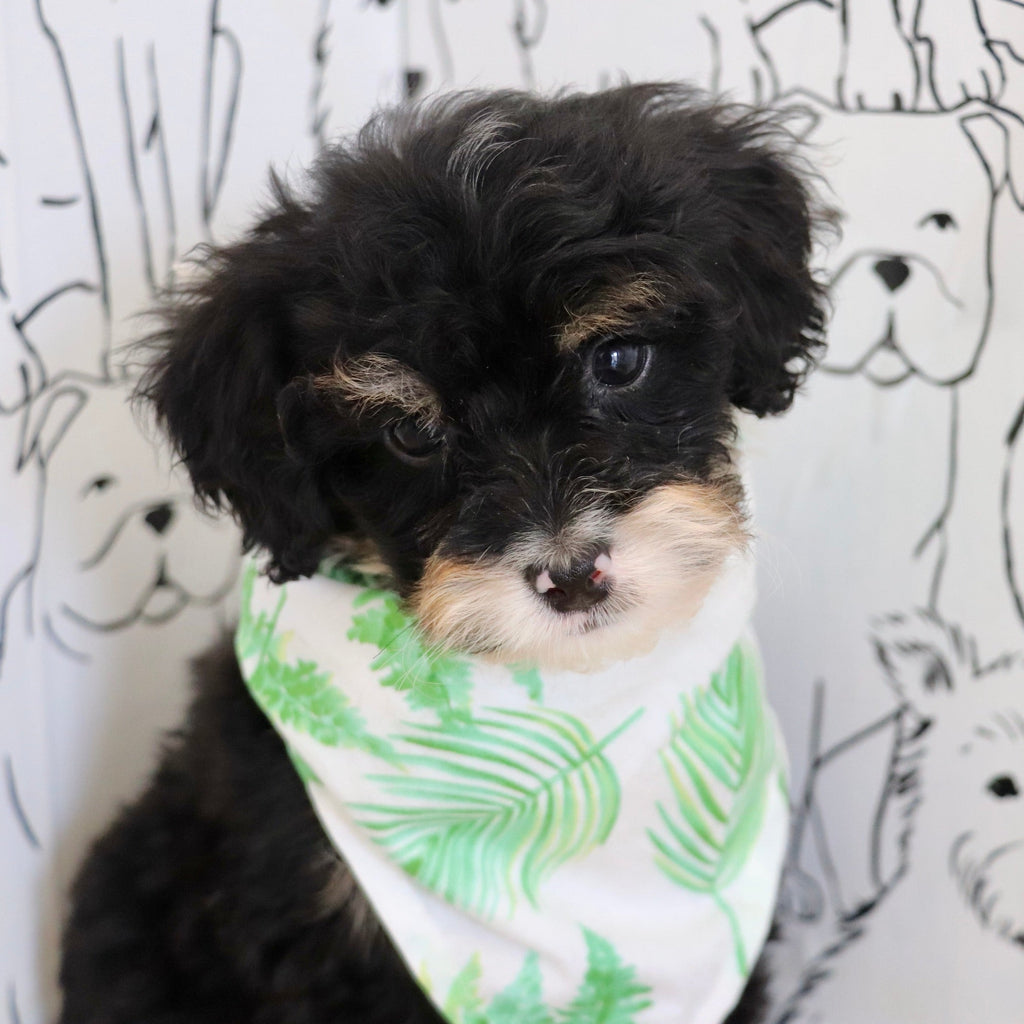 Oscar *PRE-TRAINED* - Available 11/9