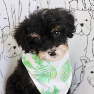 Oscar *PRE-TRAINED* - Available 11/9