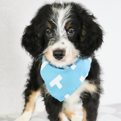 Maxie - Available Now