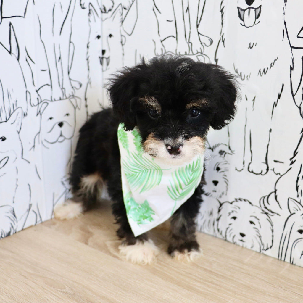 Oscar *PRE-TRAINED* - Available 11/9