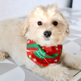 Aaron - Available Now