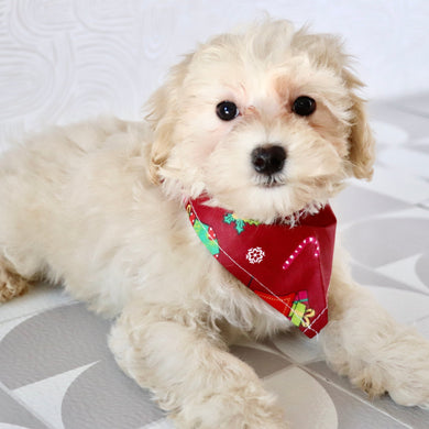 Hondo - Available Now