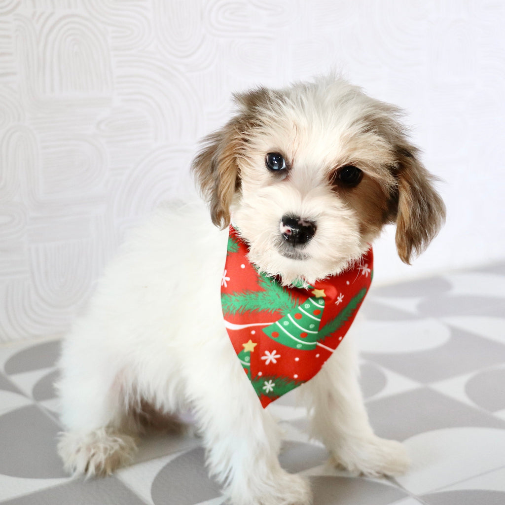 Alon - Available Now