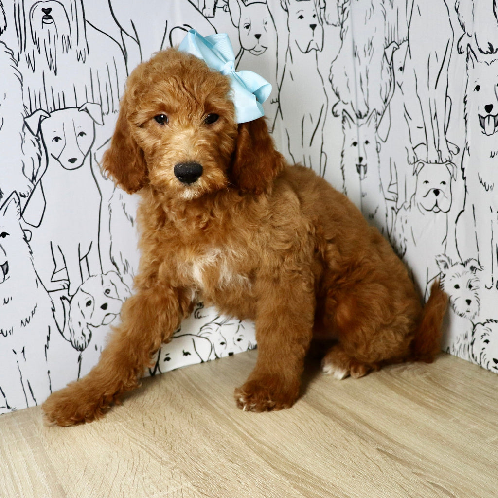 Evie - Available Now