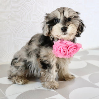 Caca - Available Now