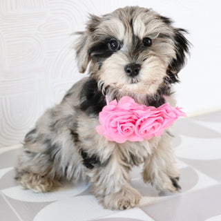 Caca - Available Now