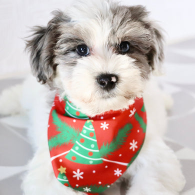 Alfio - Available Now