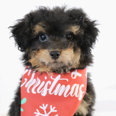 Blaire - Available Now