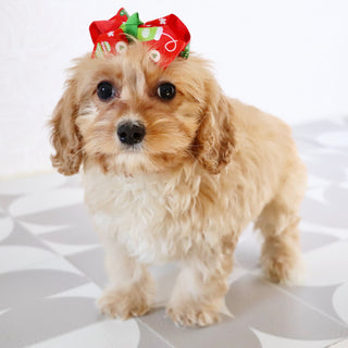 Pine - Available Now